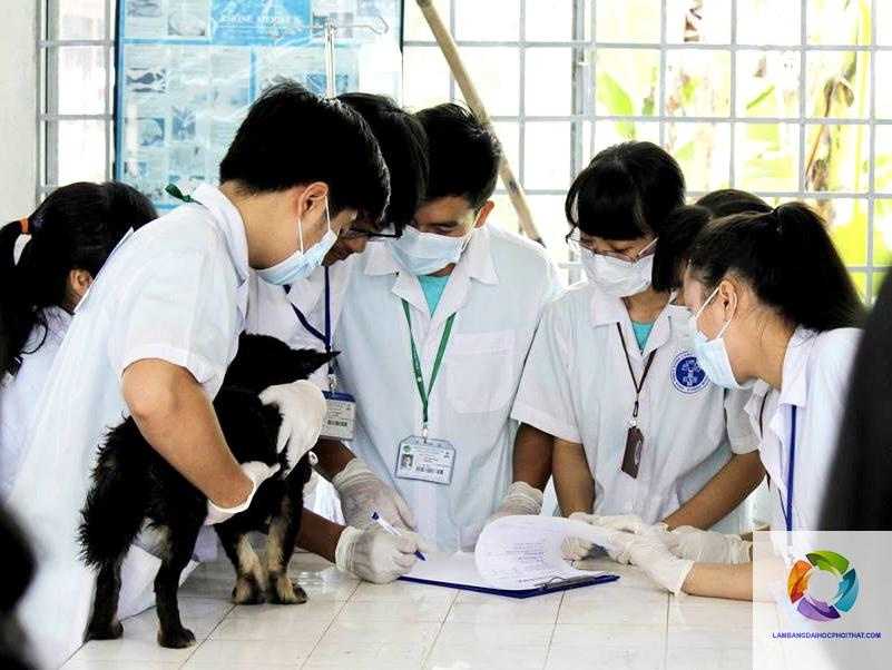 bằng đại học thú y lương bao nhiêu - Hình 3