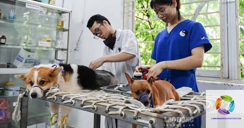 bằng đại học thú y lương bao nhiêu - Hình 5