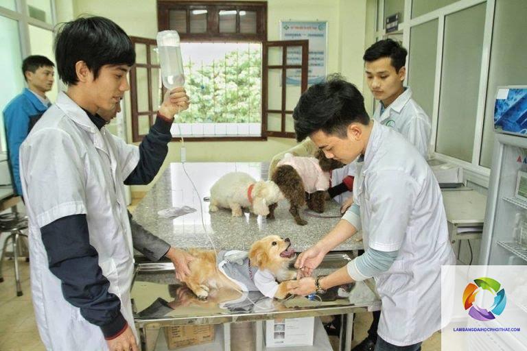 bằng cao đẳng thú y làm cơ quan nhà nước được không - Image 5